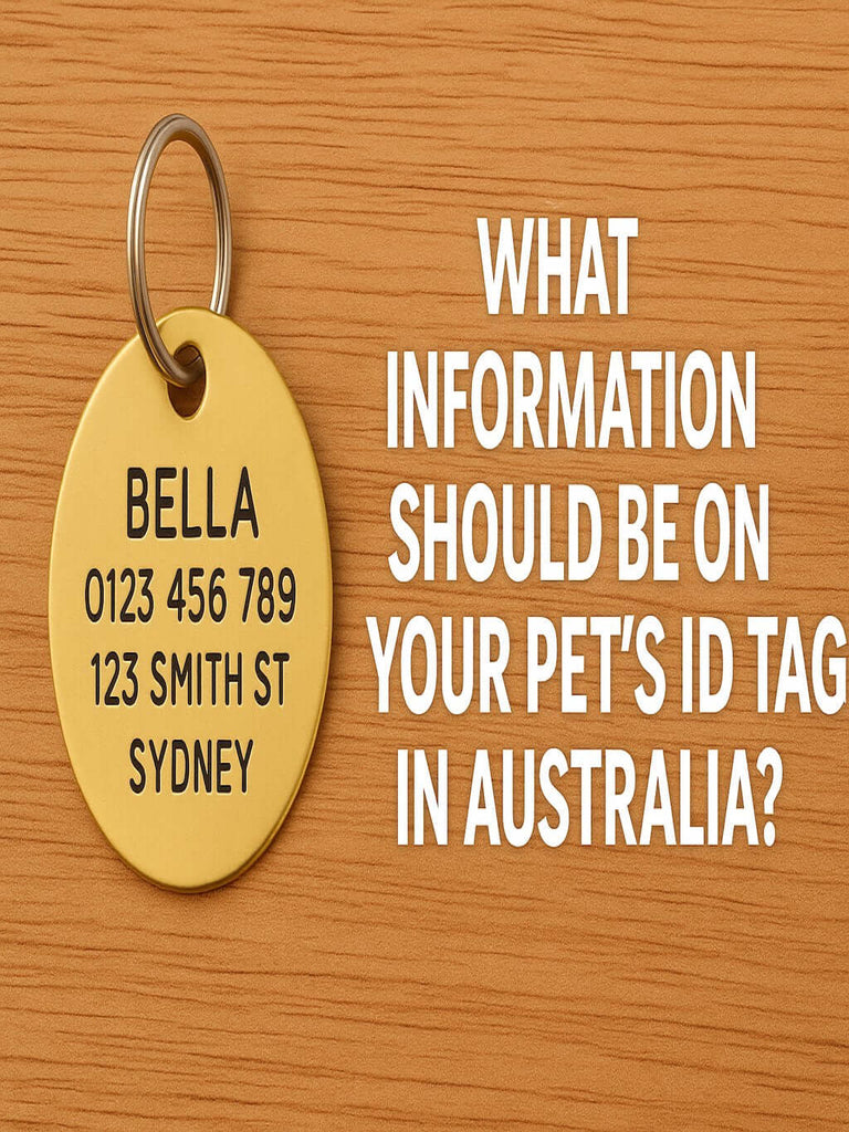 What Information Should Be On Your Pet’s ID Tag