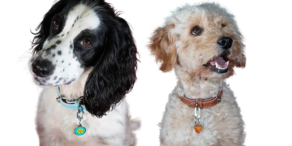 two dogs displaying their pet tags 