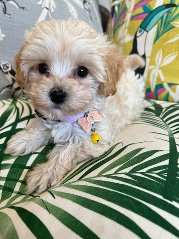 Small Pink Sparkly Bow Tie Pet Tag